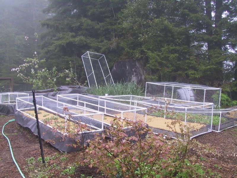 My chiken wire raised beds - Homesteading Questions