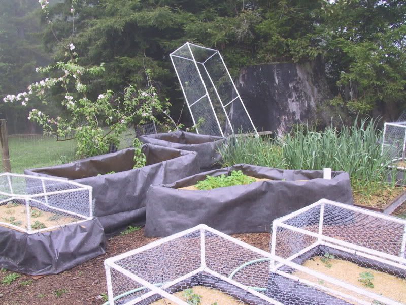 My chiken wire raised beds - Homesteading Questions