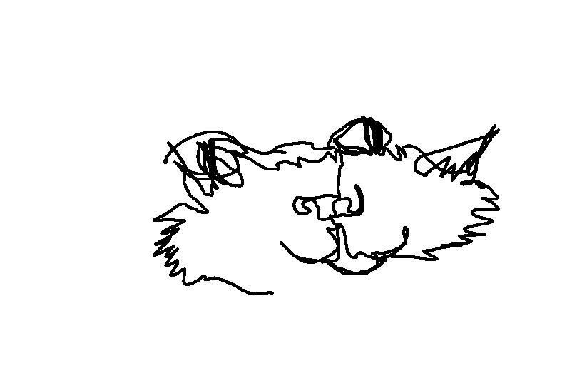 cat2.jpg
