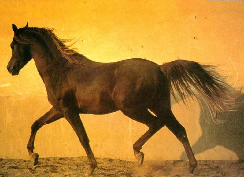desktop wallpaper horse. brown horse wallpaper Image