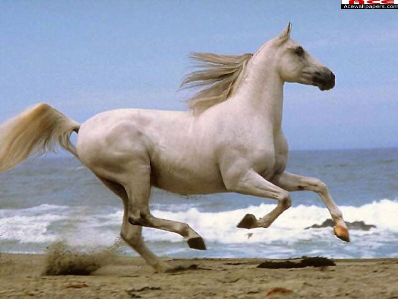 wallpaper horse. horses wallpaper for desktop.