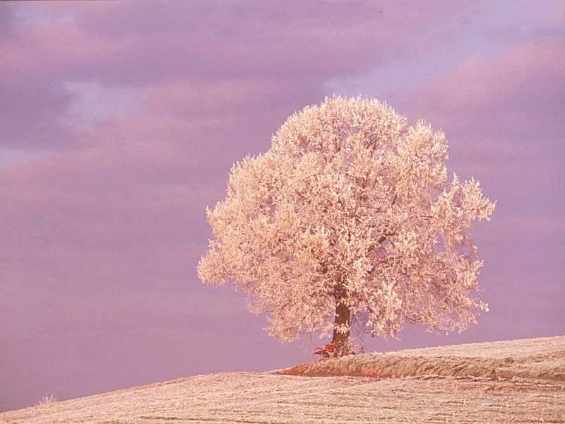 wallpaper tree. computer wallpaper trees. pink