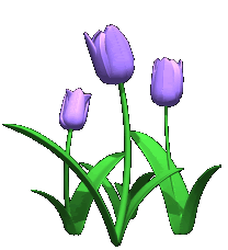 purple tulips Pictures, Images and Photos