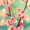 cherry blossom 2