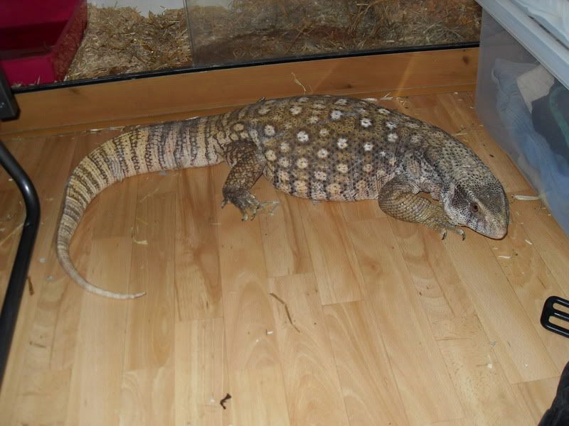 Bosc Monitor Lizard