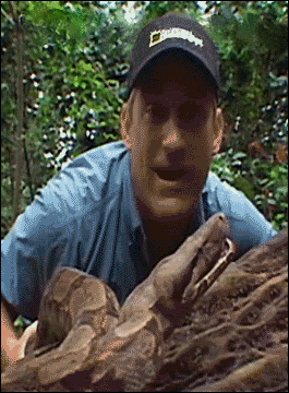 FARK.com: (2889247) Coolest pics of a TV wildlife host getting bitten