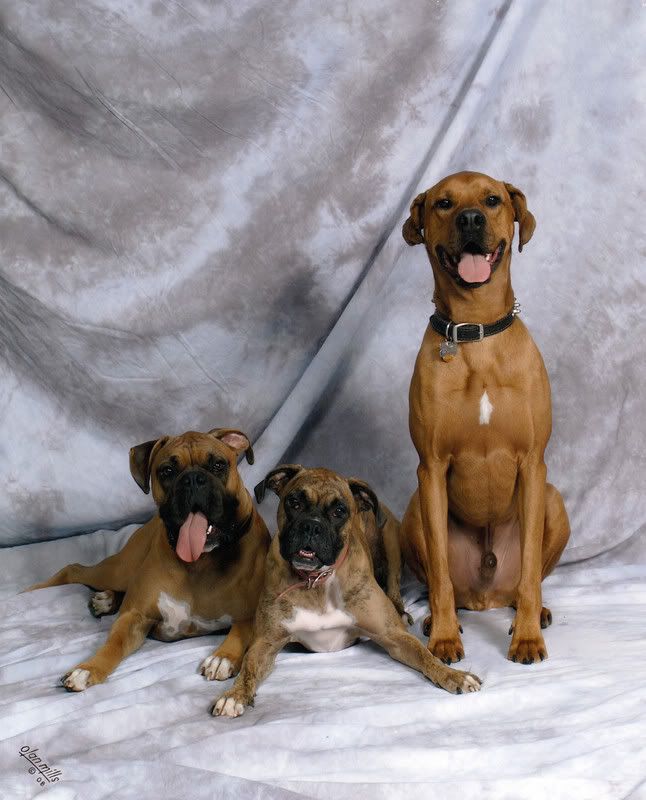 What is a Doberman and Boxer mix?