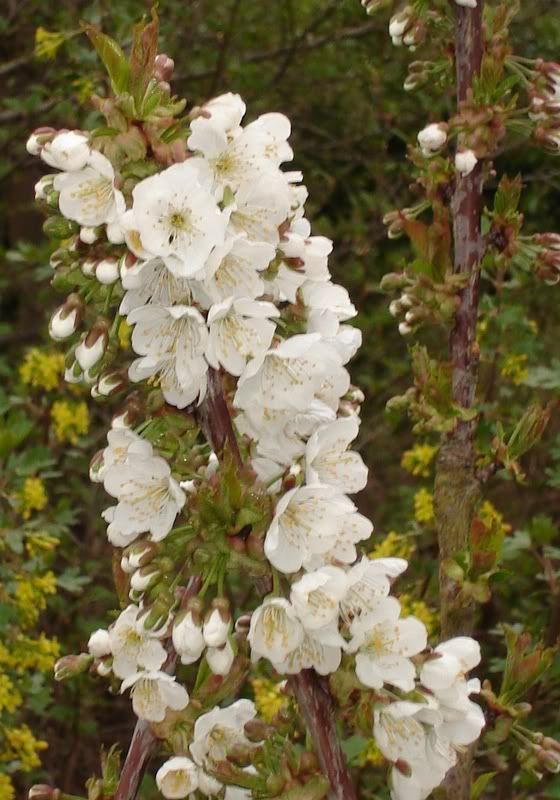 Lapin Cherry Blossom
