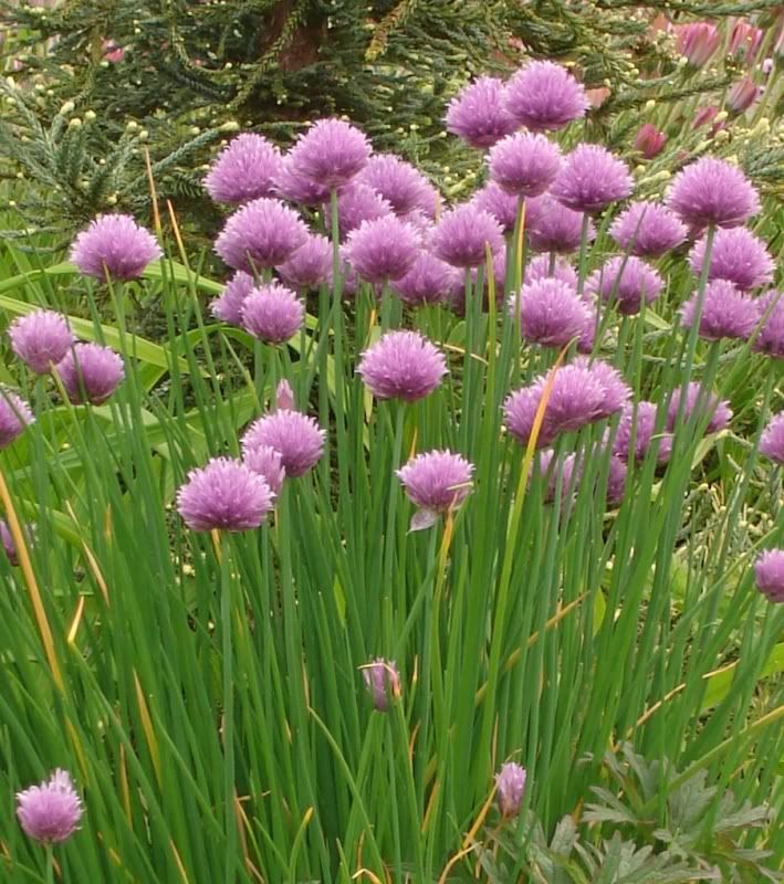 Chives in Flower