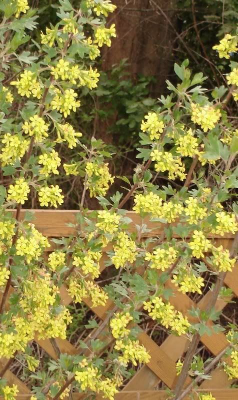 Ribes Odoratum Yellow Blossoms