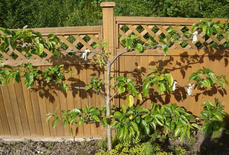Espalier Asian Pear After Trimming