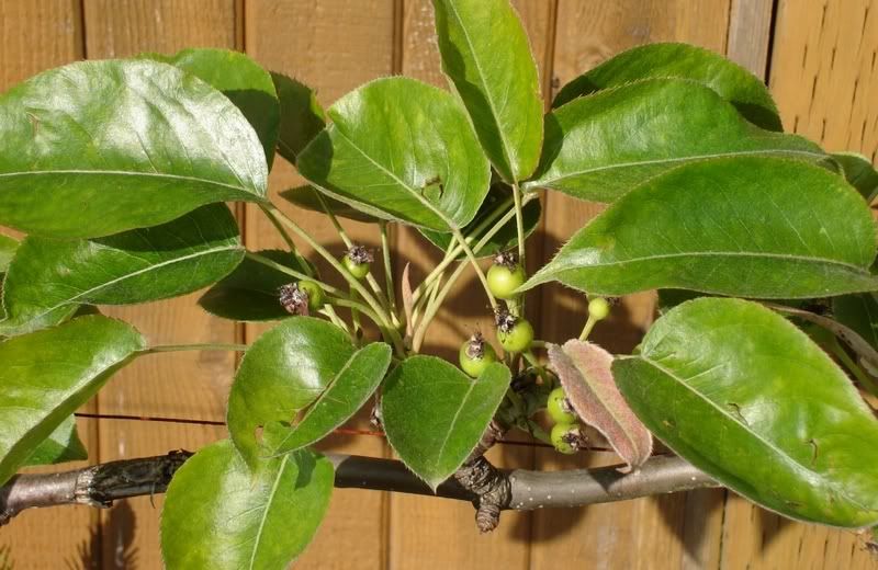 Espalier Asian Pear Fruit