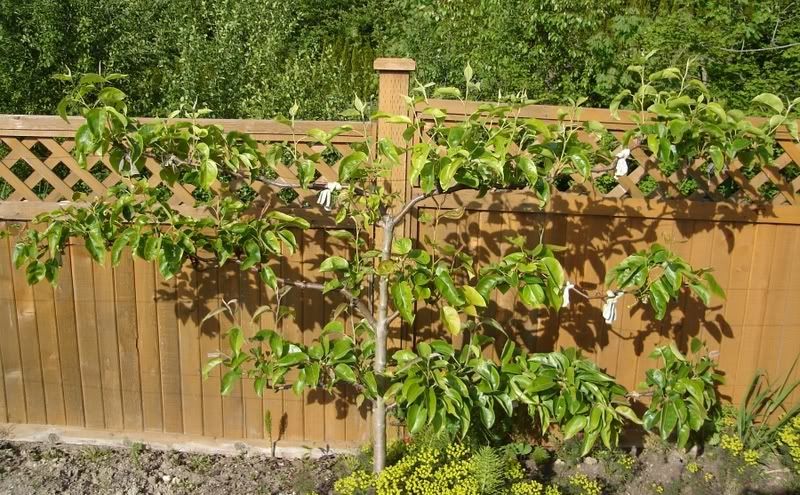Espalier Asian Pear Before Trimming