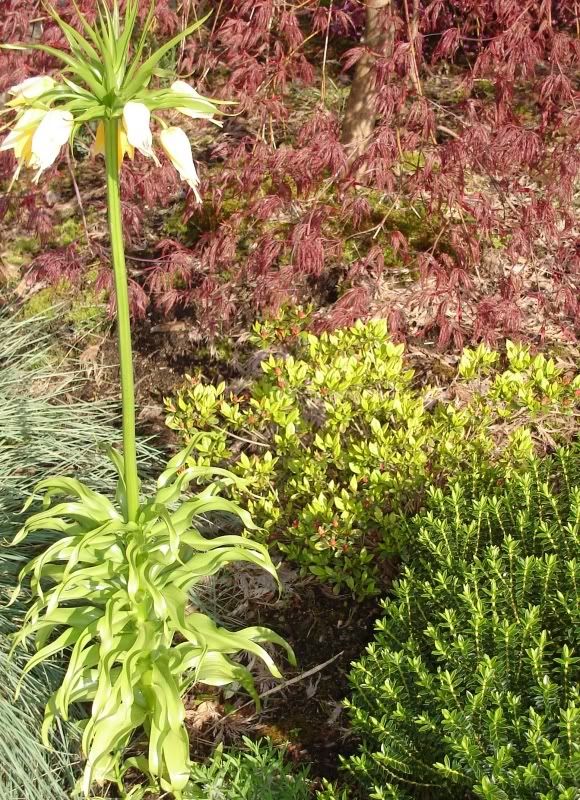 Fritillaria Imperialis