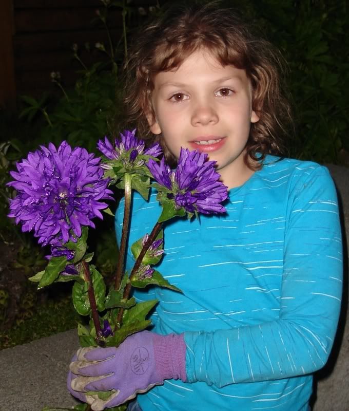 Garden Helper with Campanula Glomerata