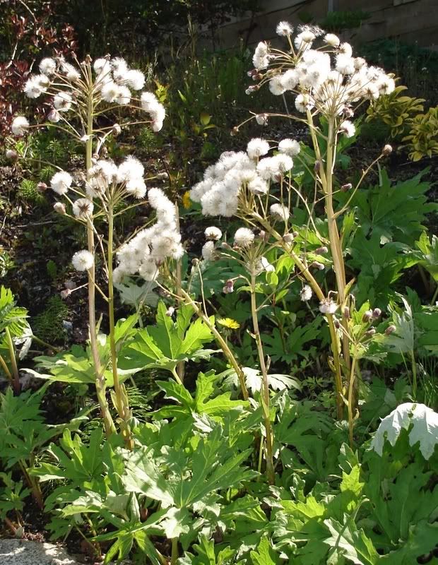 Petasites Frigidus in Bloom