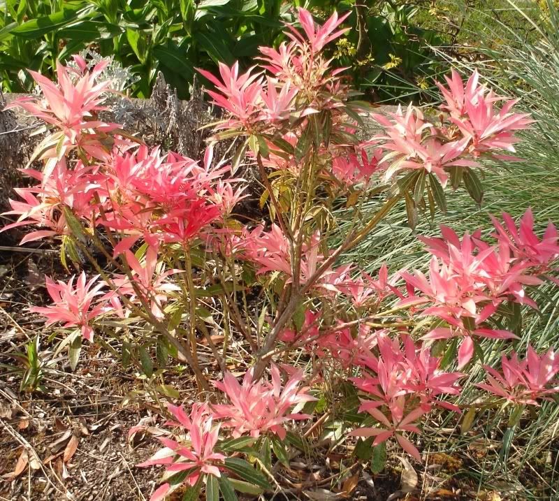 Pieris Japonica Spring Growth