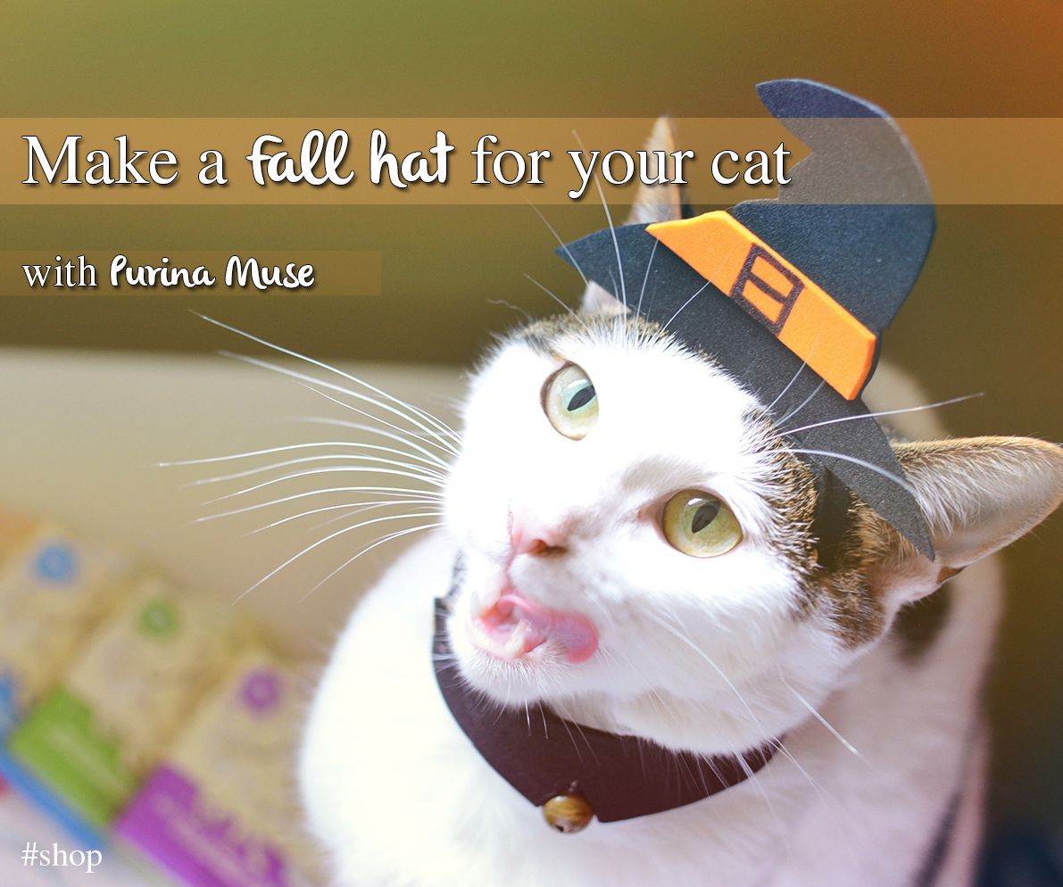 DIY fall hat for your cat