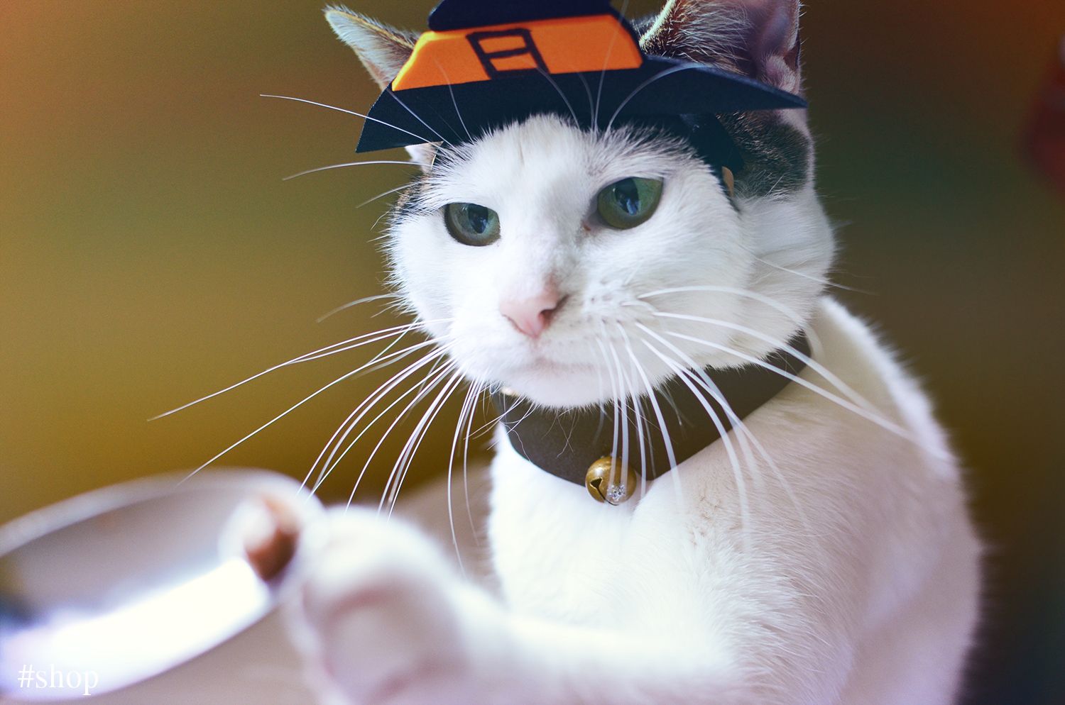 DIY fall hat for your cat