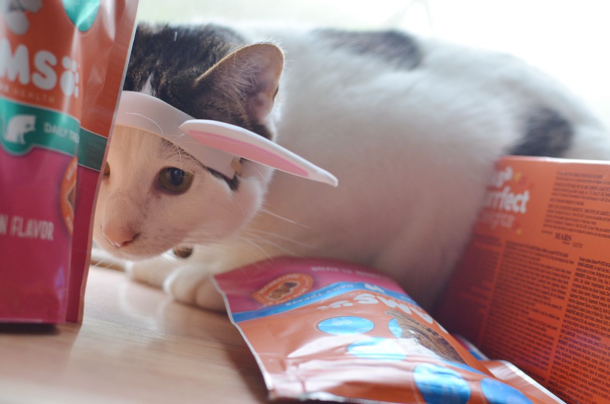 how to bribe your cat with IAMS™ treats. #shop #IAMSCat