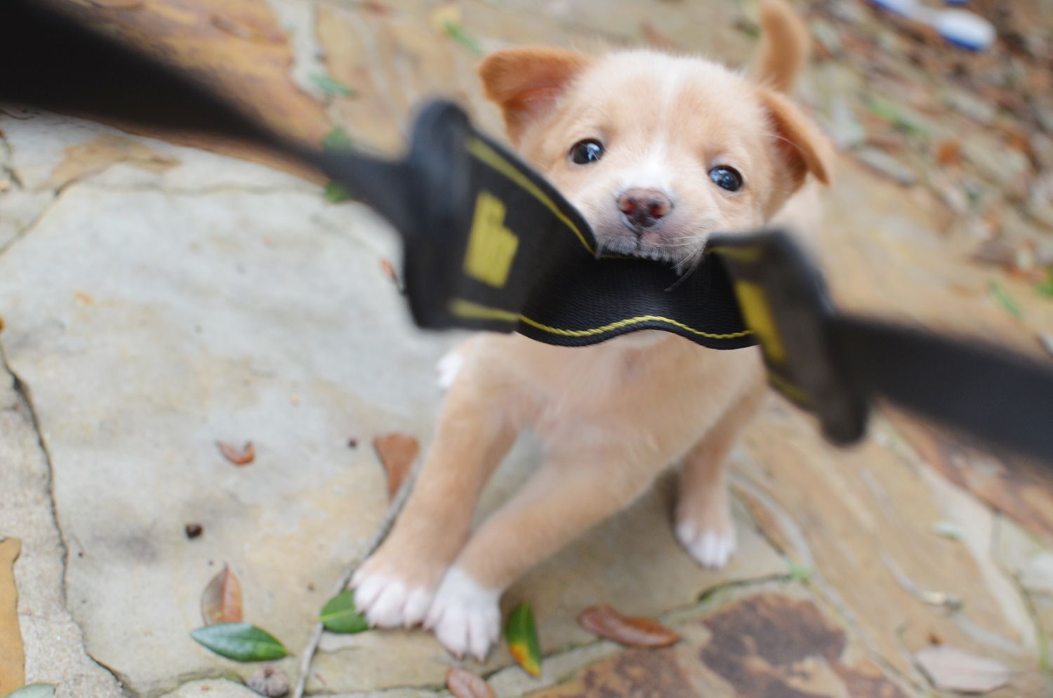 Playful puppy hates the camera.