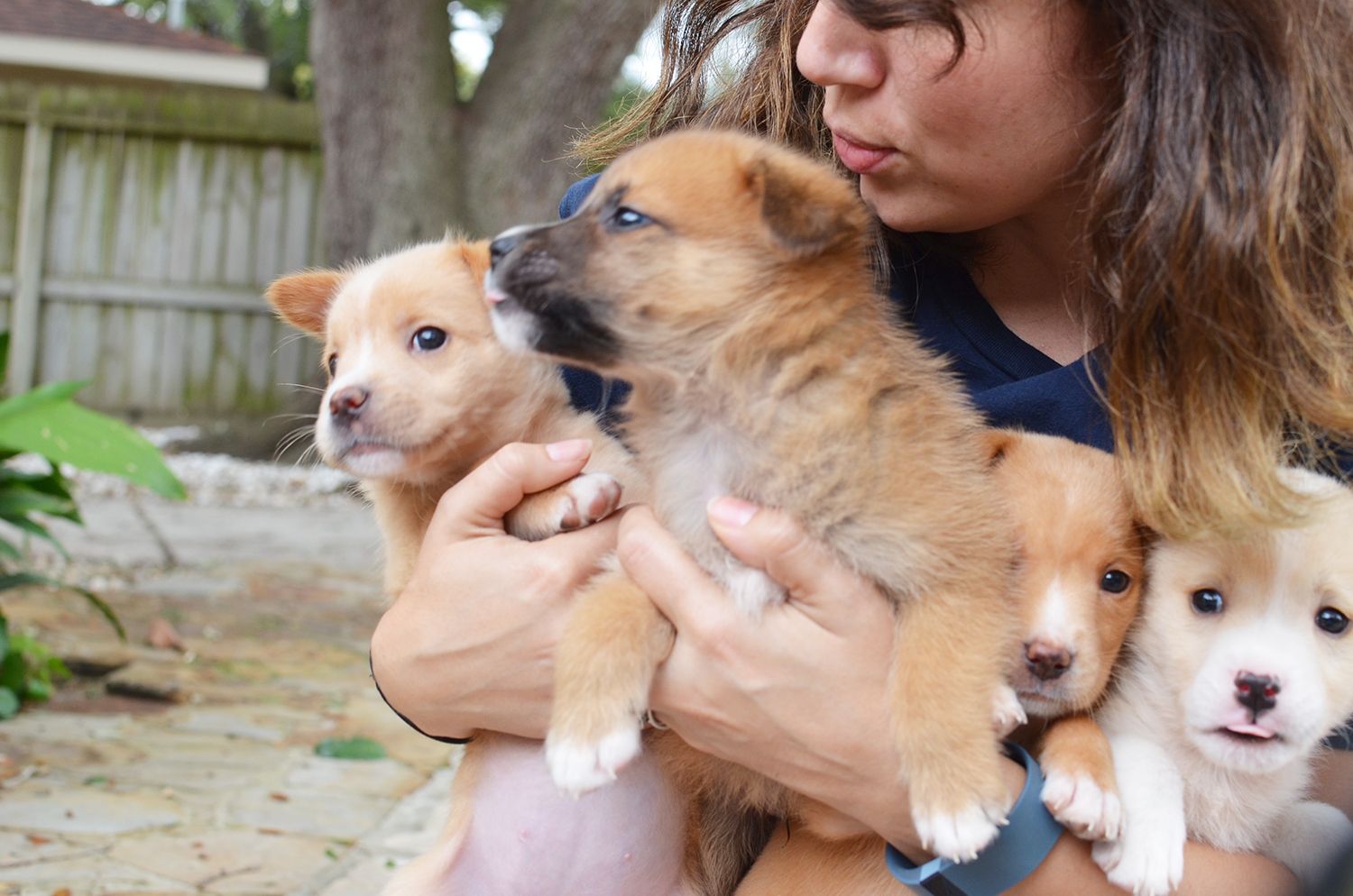 Two handfuls of rescued puppies.