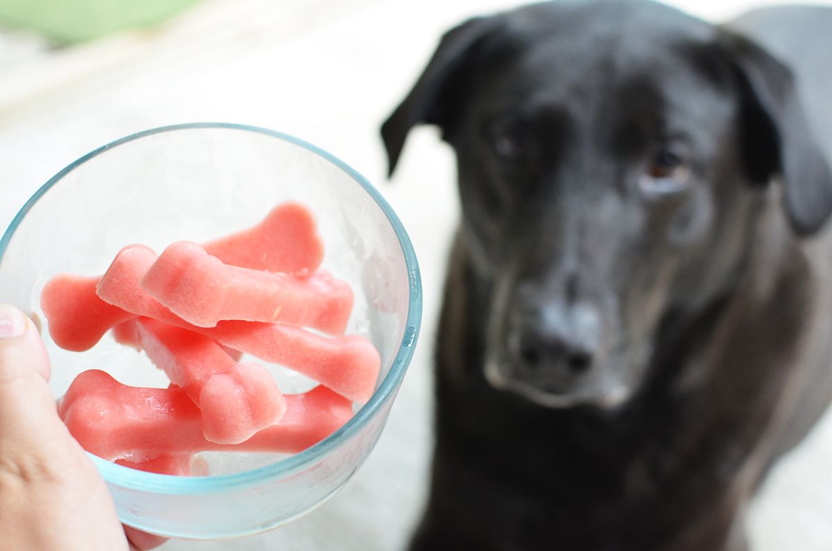 DIY Frozen Watermelon Dog Treats