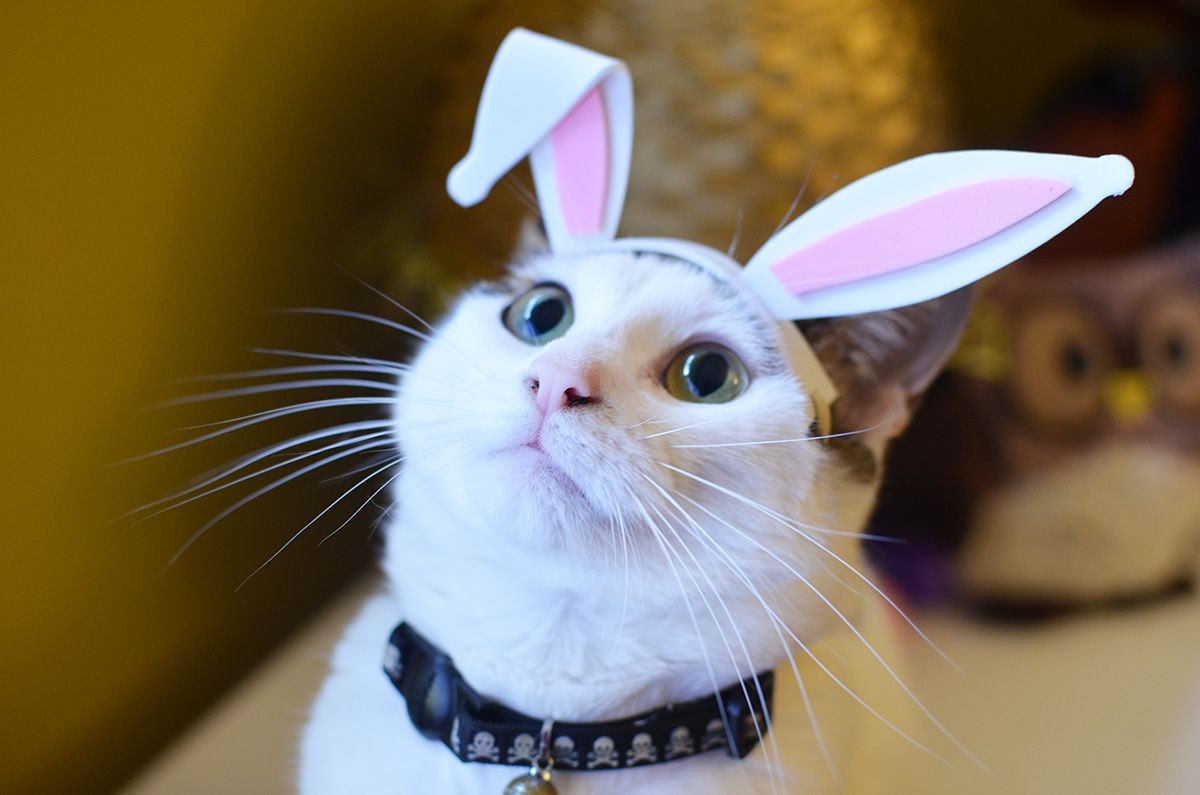 DIY adorable bunny ear costume tutorial for your small pet