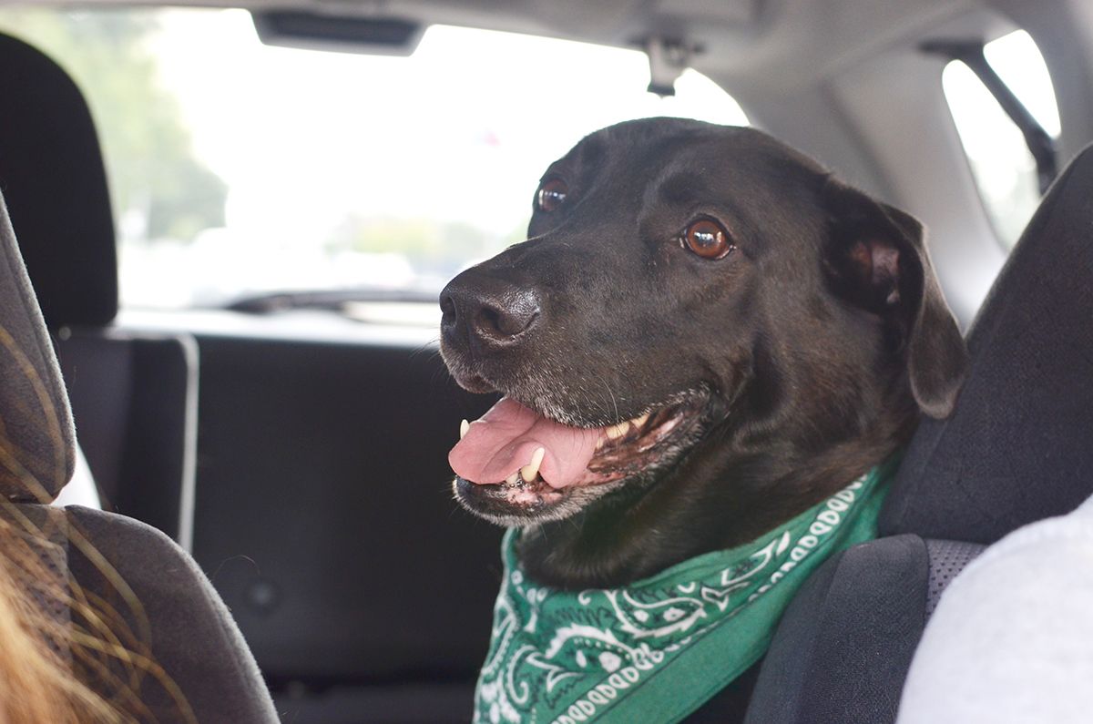 getting road trip close with your dog and DENTASTIX™ Treats #RoadTripClose #DENTASTIX #ad