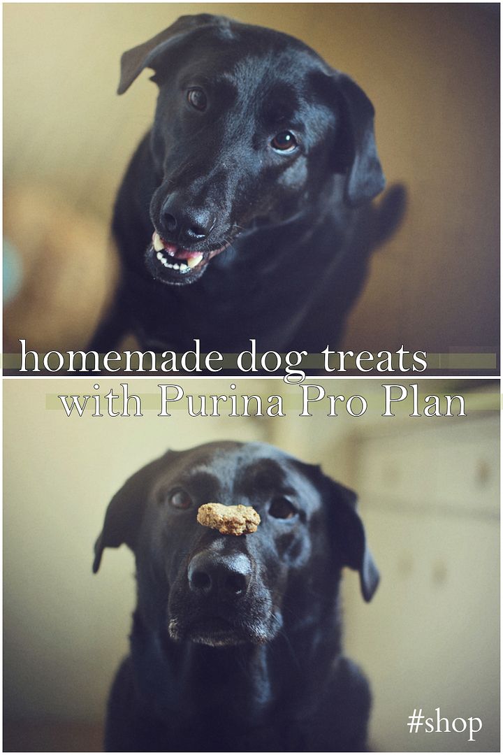 DIY Dog Treats - with added nutrition!