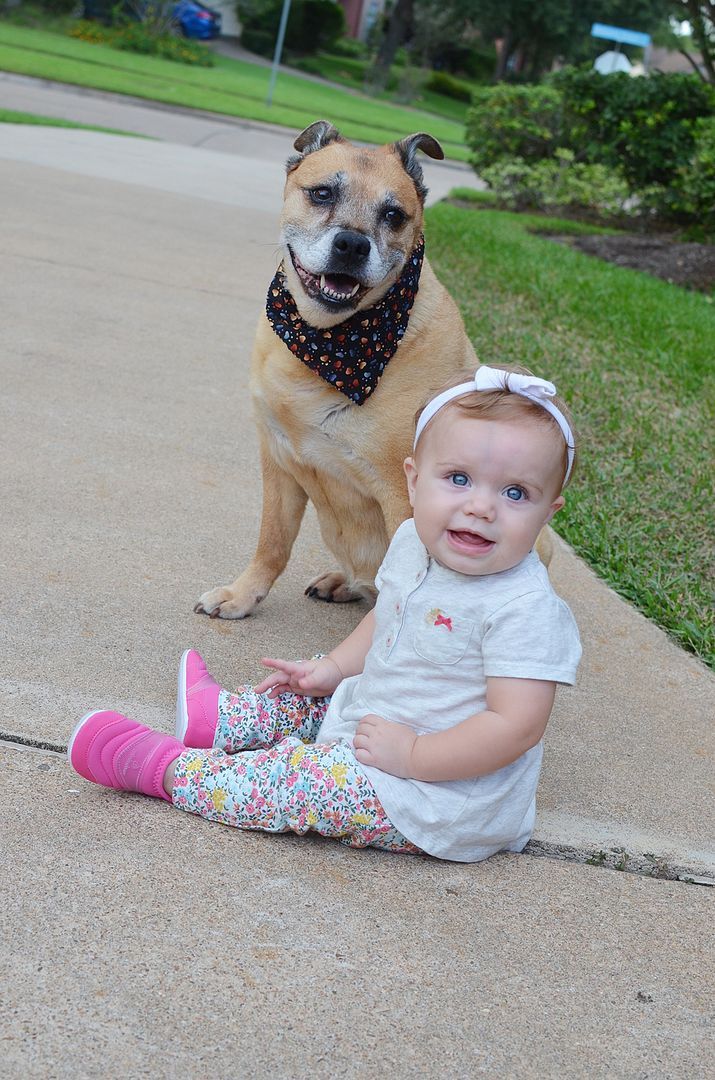 Senior Dog Love - Science Diet®