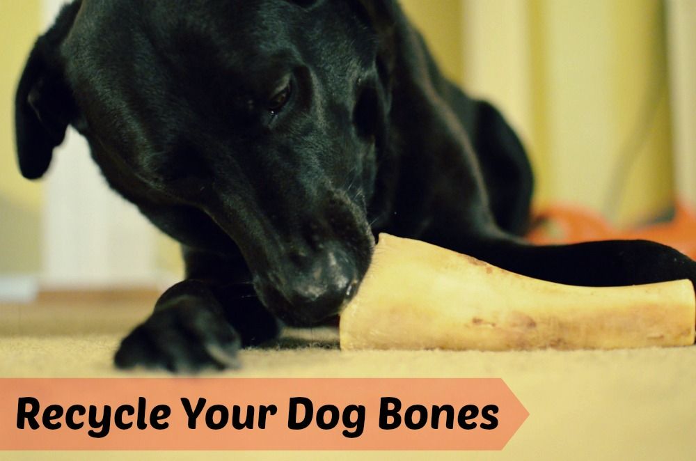 Save money on dog treats by reusing them! Refill old bones.