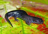 EPV0077.jpg image by ilherps
