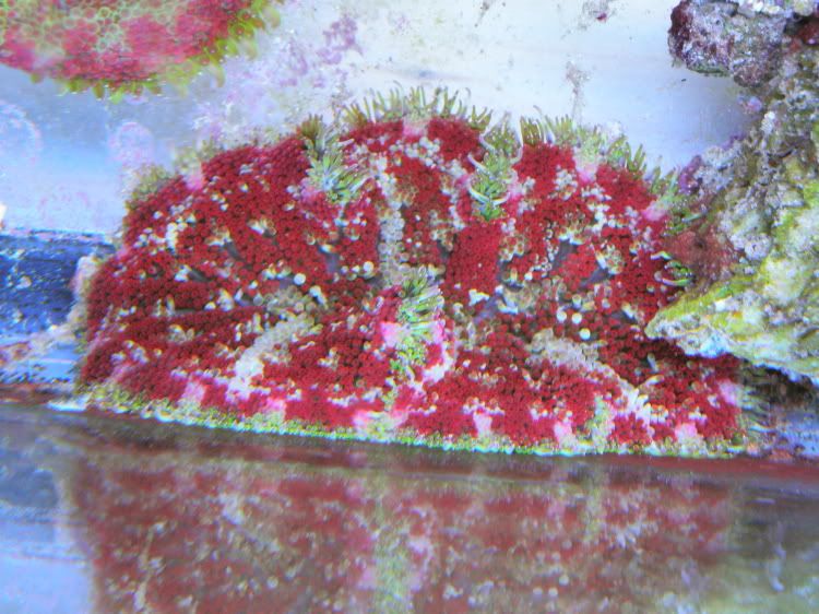 P1060109 - Maxi Mini Anemones & Corals Galore!