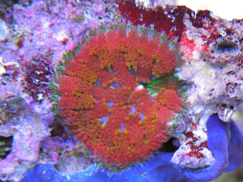 P1290081 - Maxi Mini Anemones & Corals Galore!