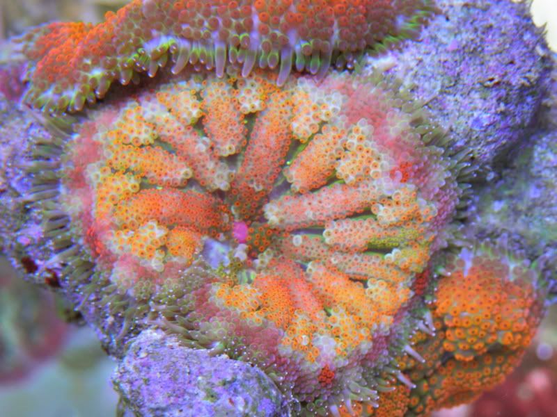 P1290084 - Maxi Mini Anemones & Corals Galore!