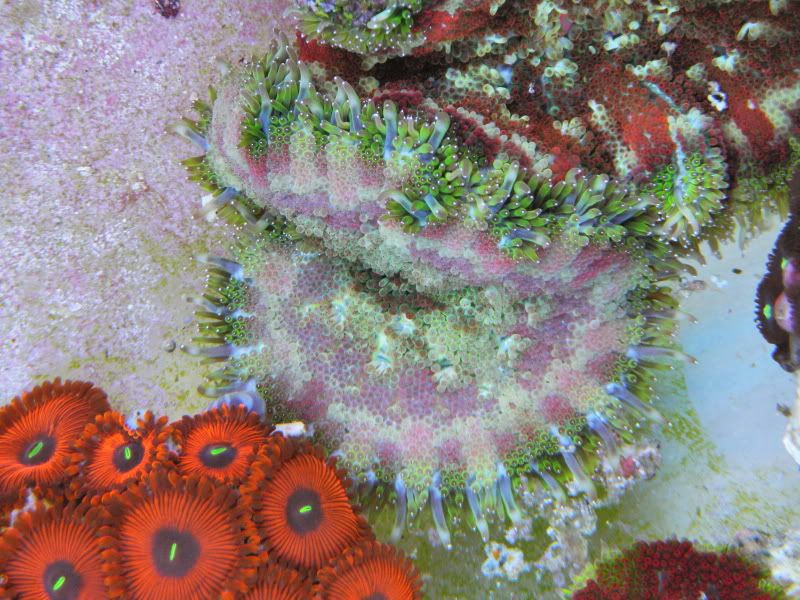 P2080142 - Orange Flower Anemones