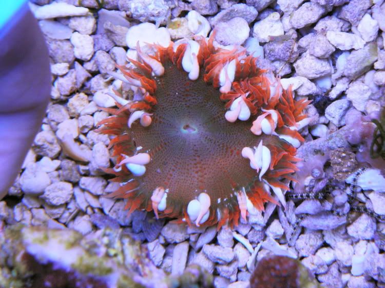 P2080218 - Orange Flower Anemones