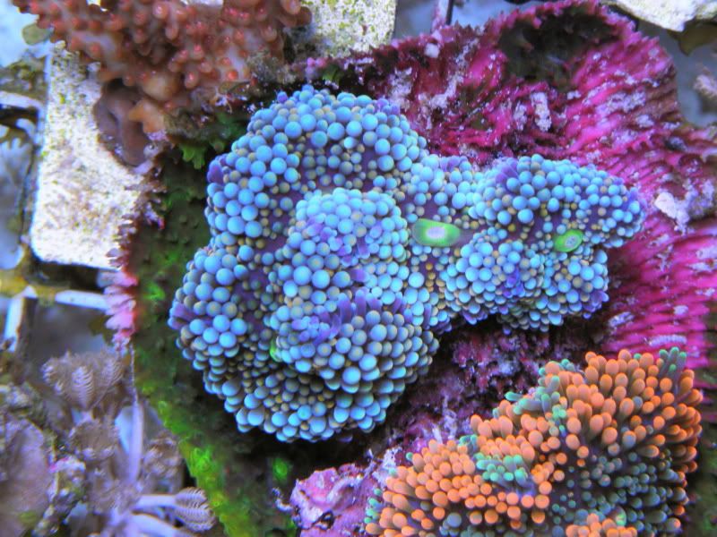 P2100032 - Orange Flower Anemones