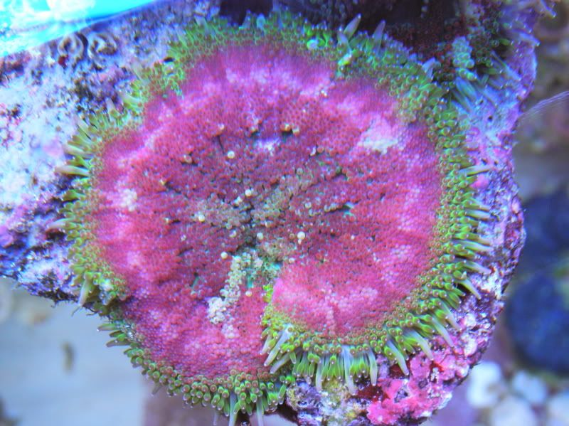 PC110094 - Maxi Mini Anemones & Corals Galore!