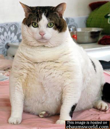 fatcat2.jpg