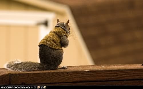 cute-animals-daily-squee-its-chilly-out-there.jpg