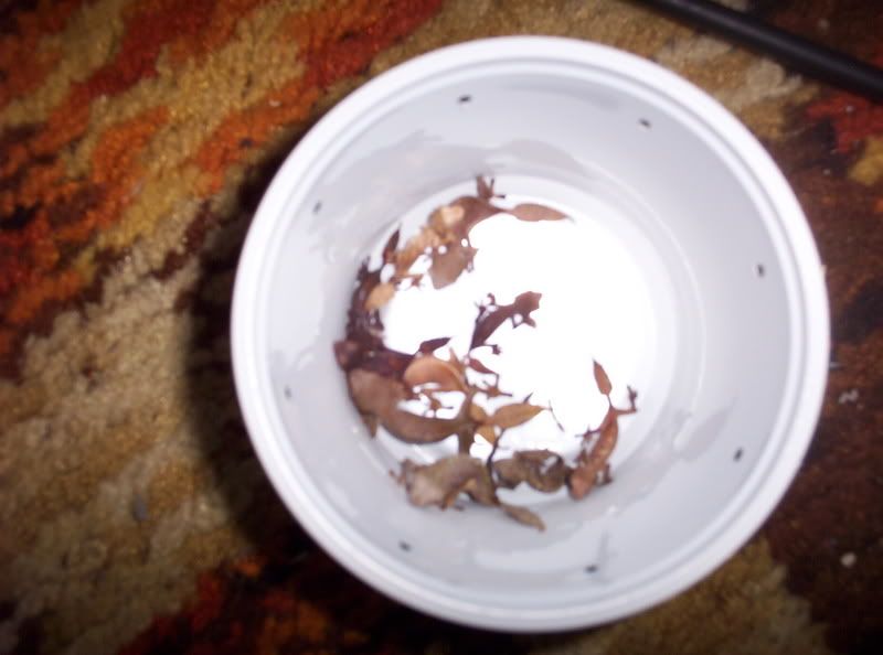 babyslizards006.jpg