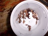 th_babyslizards005.jpg