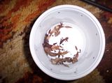 th_babyslizards006.jpg