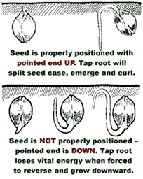 seed_2.gif
