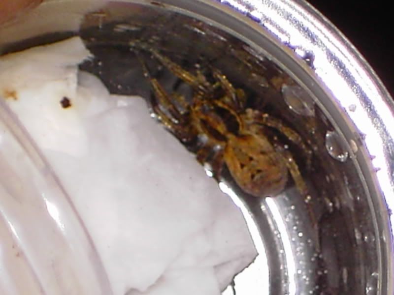 MM Lycosa narbonensis (giant wolf spider) Reptile Forums