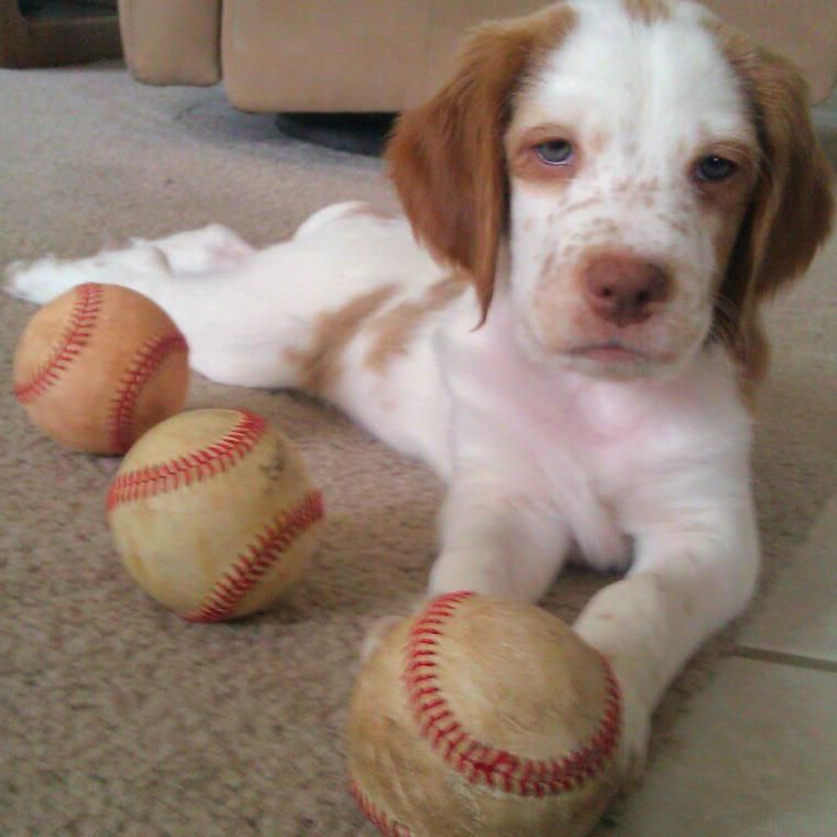 howserbaseball.jpg