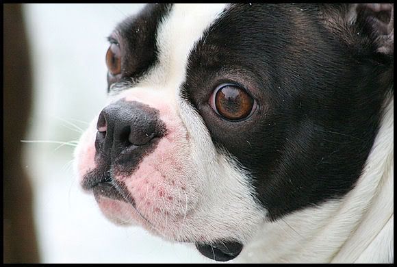 IMAGE: http://i40.photobucket.com/albums/e217/23445/Dugan/IMG_2977.jpg