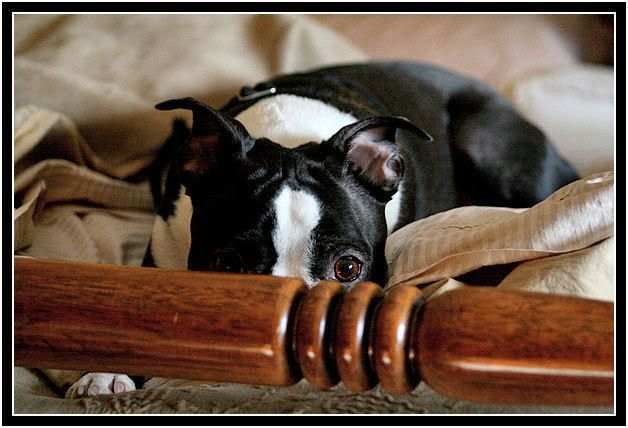 IMAGE: http://i40.photobucket.com/albums/e217/23445/Dugan/Jan27-----1.jpg